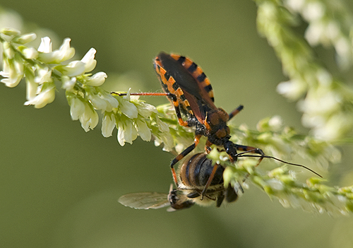 Reduviidae: Rhynocorus iracundus